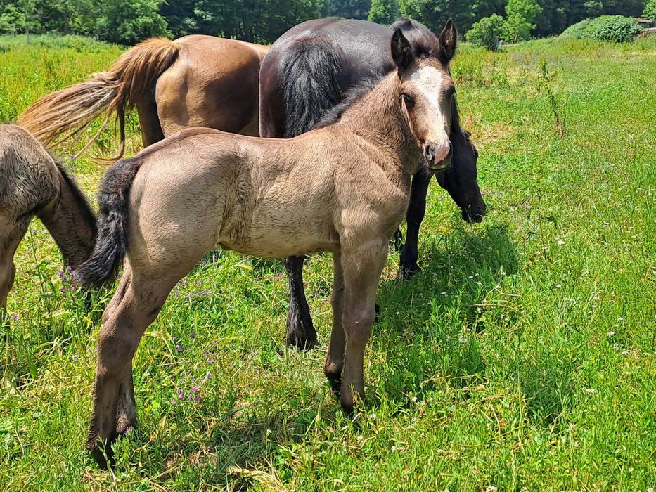 Poldros Percheron x Hispano Breton - Cavalos de tiro