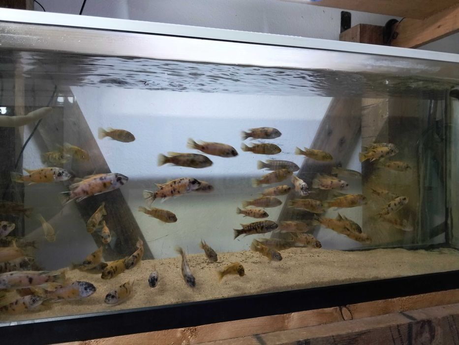 Ciclínios africanos