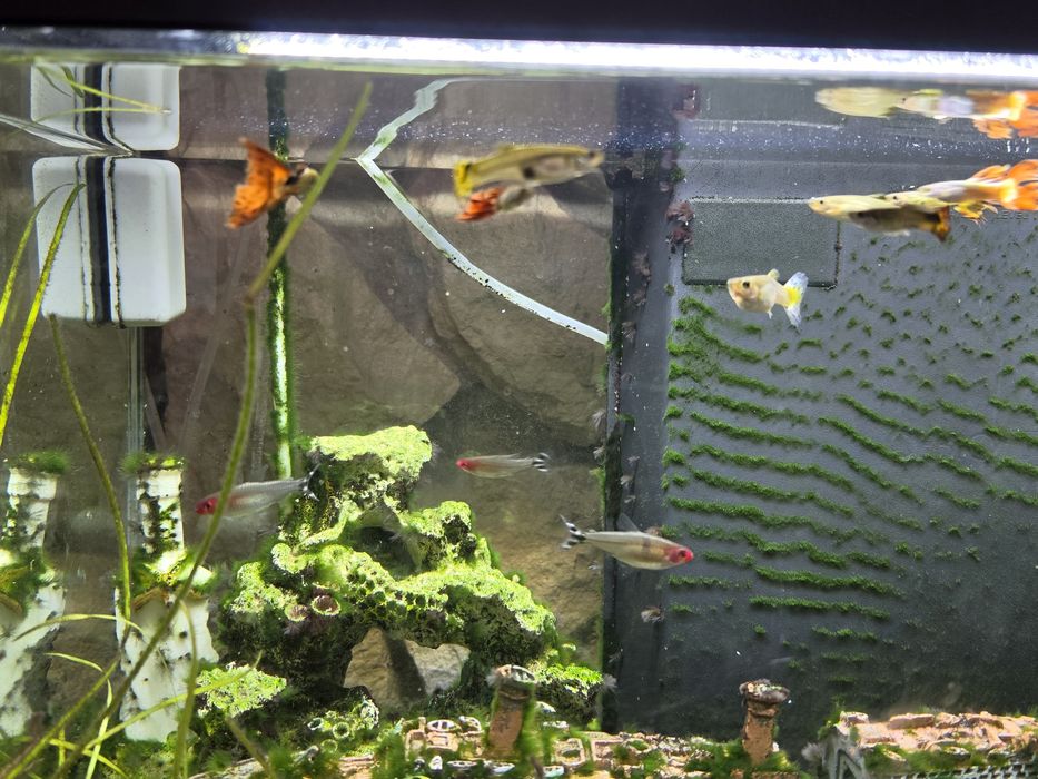 Aquario Ciano 60 litros
