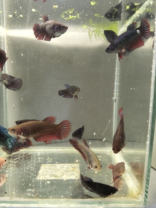 Bettas fêmeas várias cores e padrões