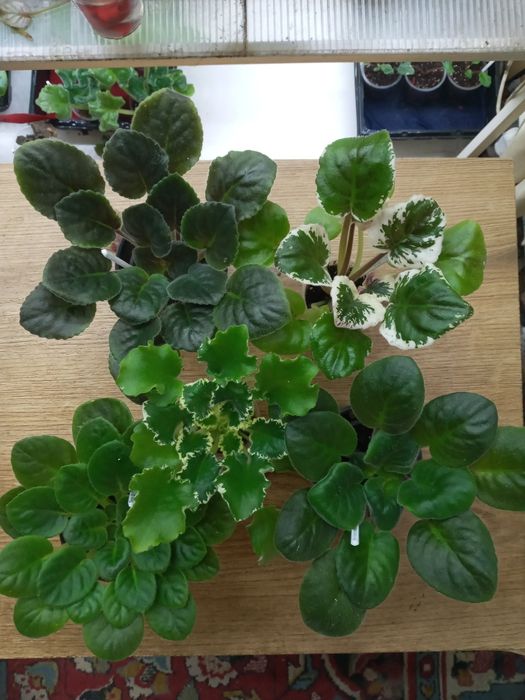 Фіалки сортові, набори