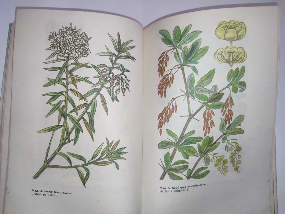 Жива аптека Кархут Лікарські рослини