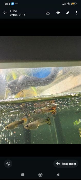 Tenho muitos guppies para vender