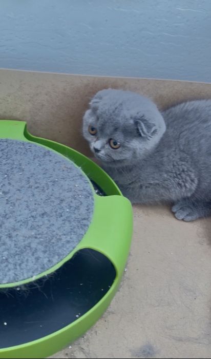 Scottish fold com 2 meses