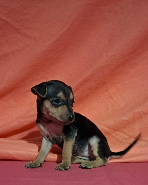 Pinscher super miniatura