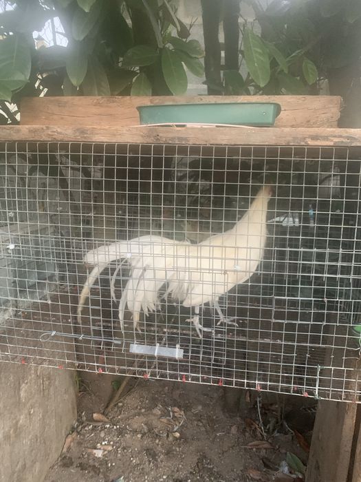 Garnizo fenix branco