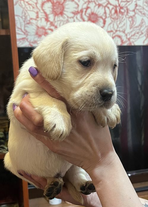 Щенята лабрадора