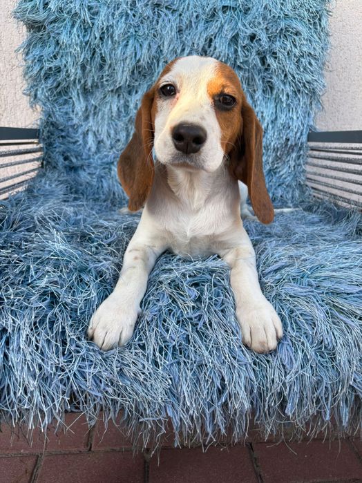 Piękna sunia beagle