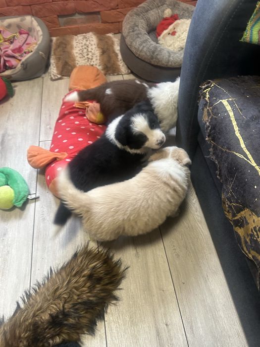 Border collie piesek