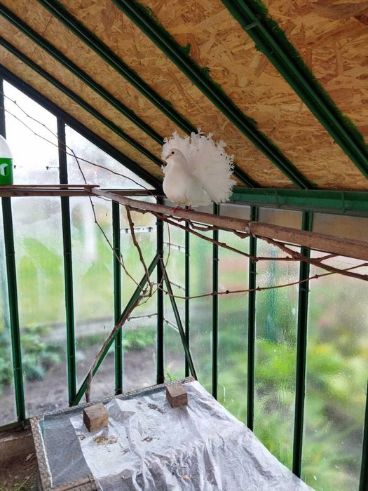 golebie pawiki biale