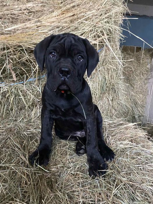 Хлопчики Кане Корсо