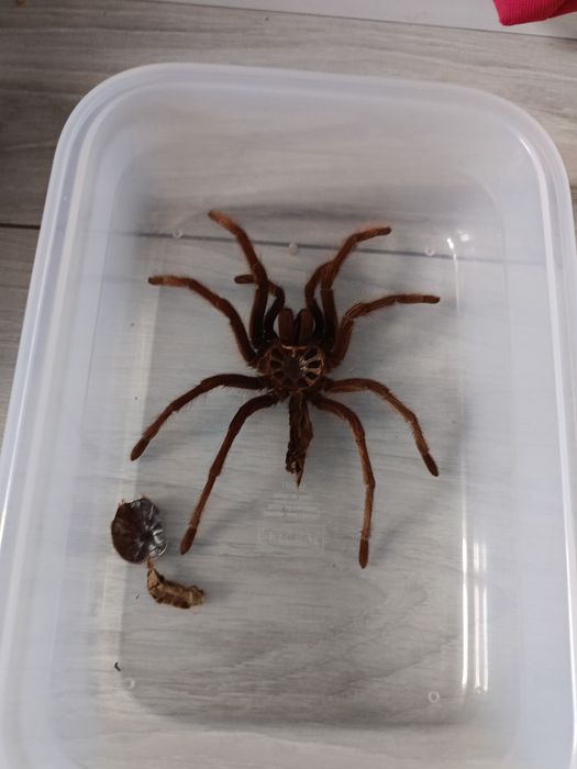 Wylinka ptasznika theraphosa blondi