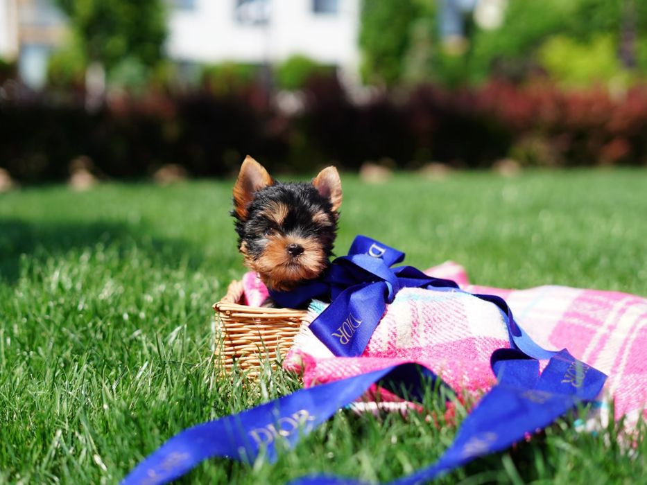 Справжні йоркширські зірки – маленькі, але з великим характером