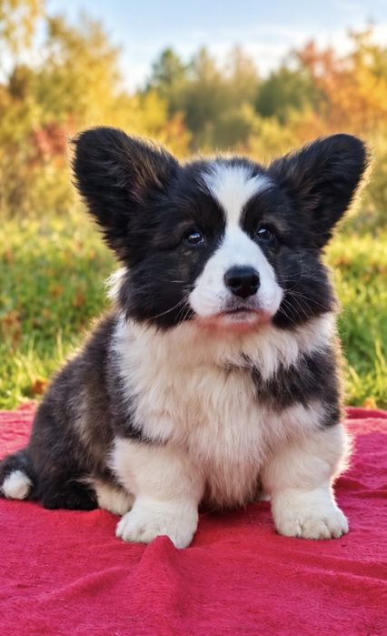 Welsh Corgi Cardigan słodki piesek Yogi Długowłosy Fluffyrodzice z kompletem badań genetycznych