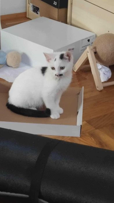 Delikatna Misia do adopcji