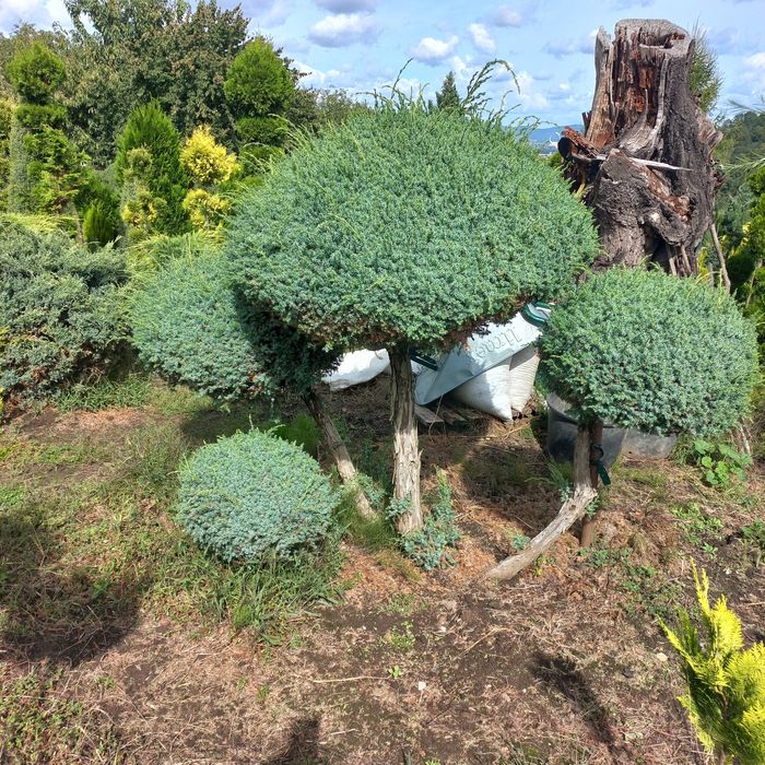 Продаж зелених рослин