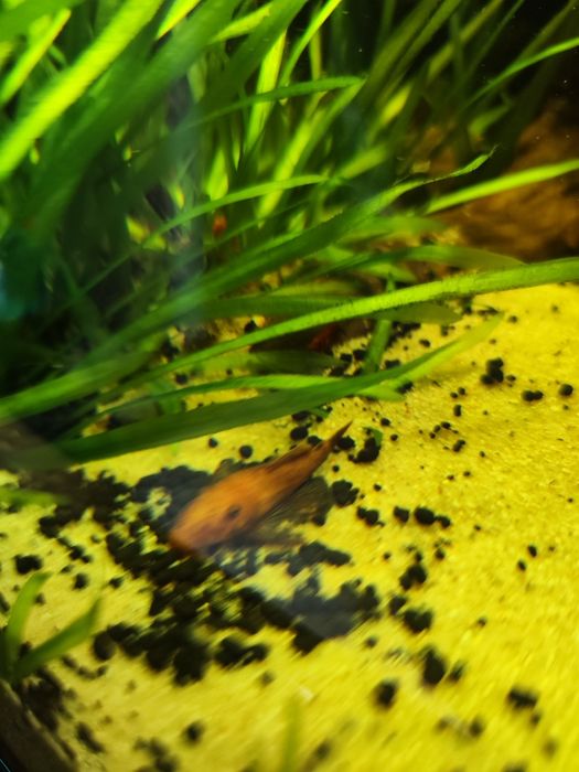 Ancintrus super red
