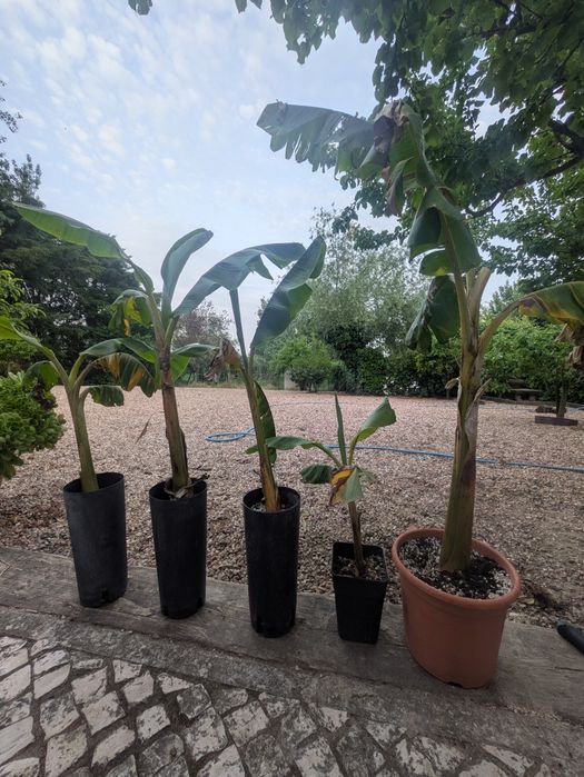 Bananeiras com raiz