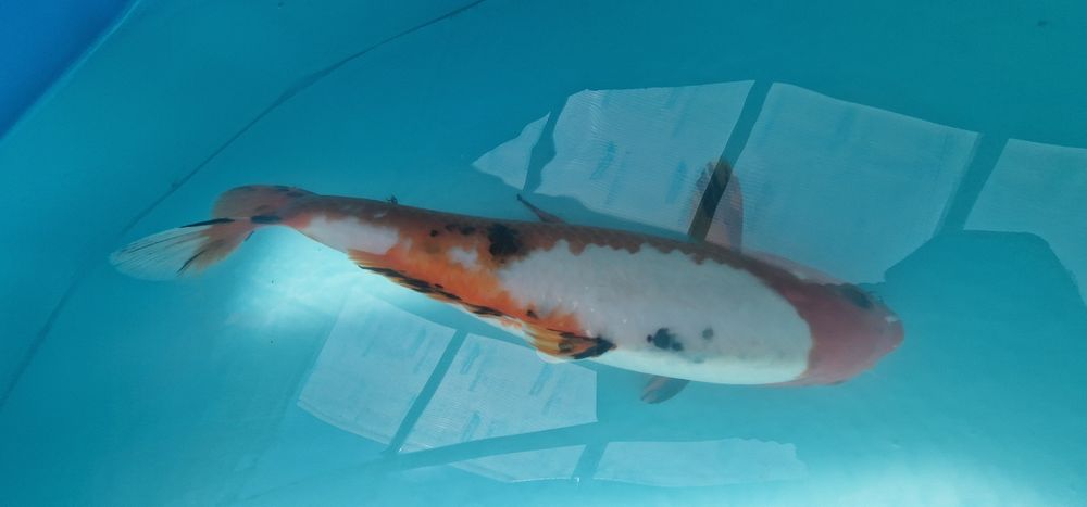 Carpa koi com 32cm