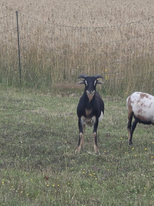Sprzedam dwa baranki kameruny z lutego i marca moge sie zamienic na dwie owieczki tylko kameruny
