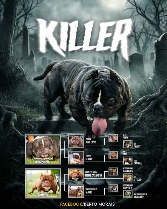 American bully nano Macho