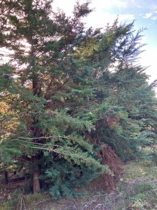 24 hectares de Cupressus para abate