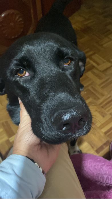 Dou Labrador por sair do pais