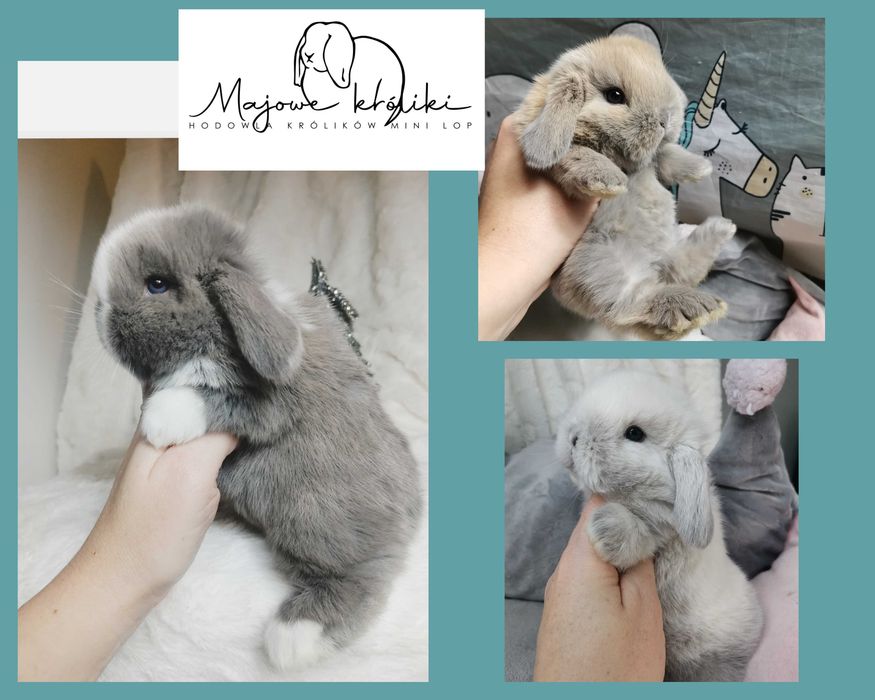 Królik króliczek mini lop hodowla zarejestrowana 910-P