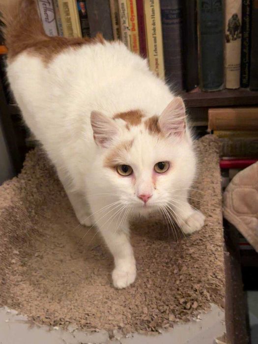 ніжний кіт,дуже лагідний котусик ,молодий котик