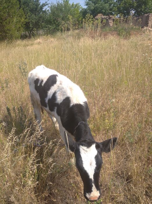 Продаю телятко від хорошої корови