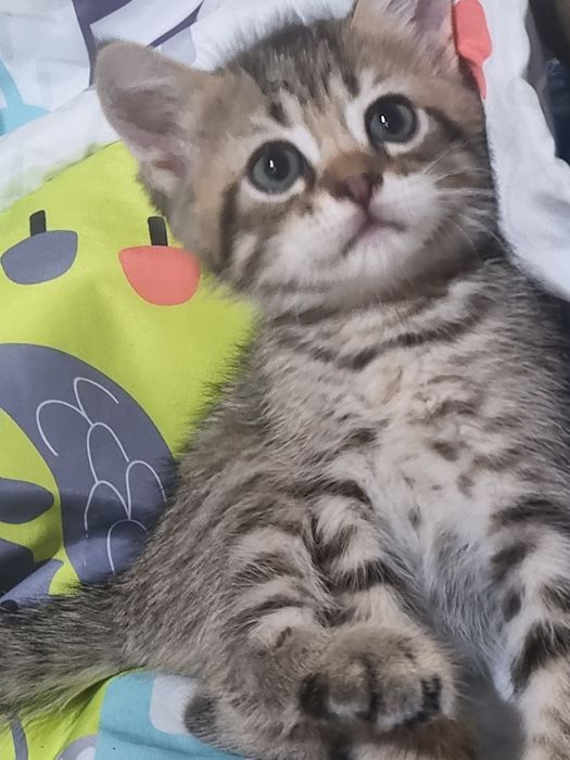 Вислоушки и прямоушка шотландские котята!