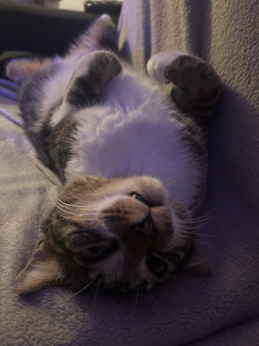 Dou gatinho de 2 aninhos