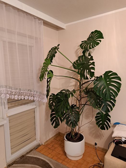 Kwiat Monstera - duży