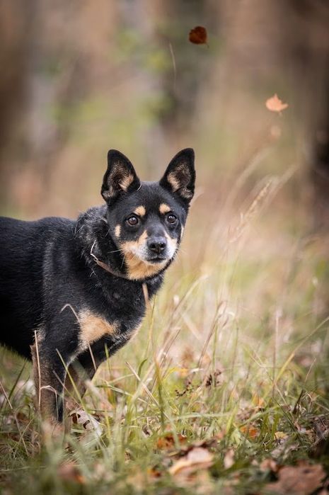 Kolejna zima w schronisku?Mały, czarny, starszy pies w typie Shiba Inu
