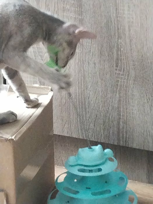 Игрушка для котиков