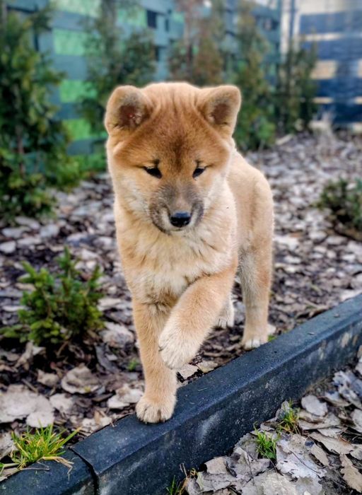 Likusia Dziewczynka shiba inu FCI po championie Polski