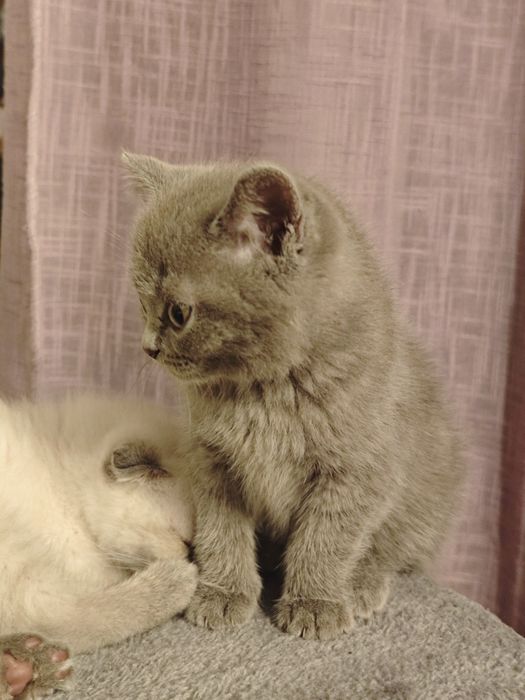 REZERWACJA Kot szkocki niebieski