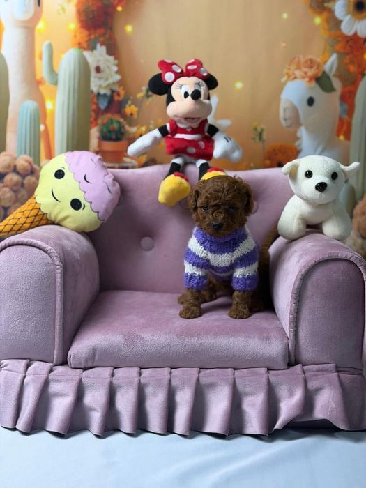 Ред. Браун той пудель,малиш