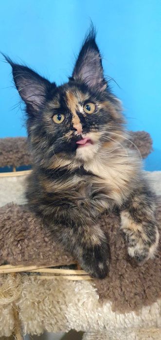 МСО Мейн-кун  дівчинка