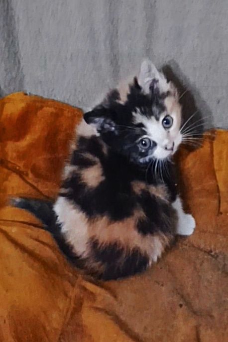 Кошенятко безкоштовно