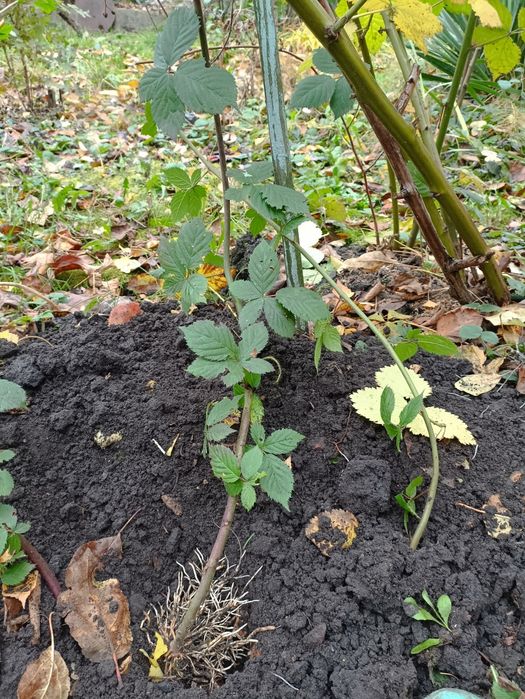 Кущі ожини сортової, ожина безколючкова