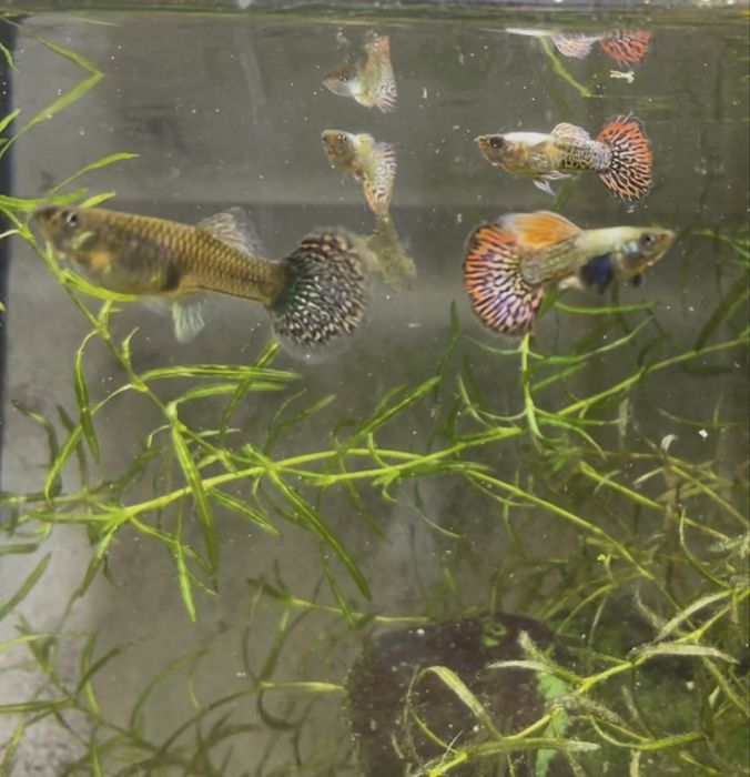 Guppy Red Dragon Halfmoon Mud | Machos, Casais e Trios