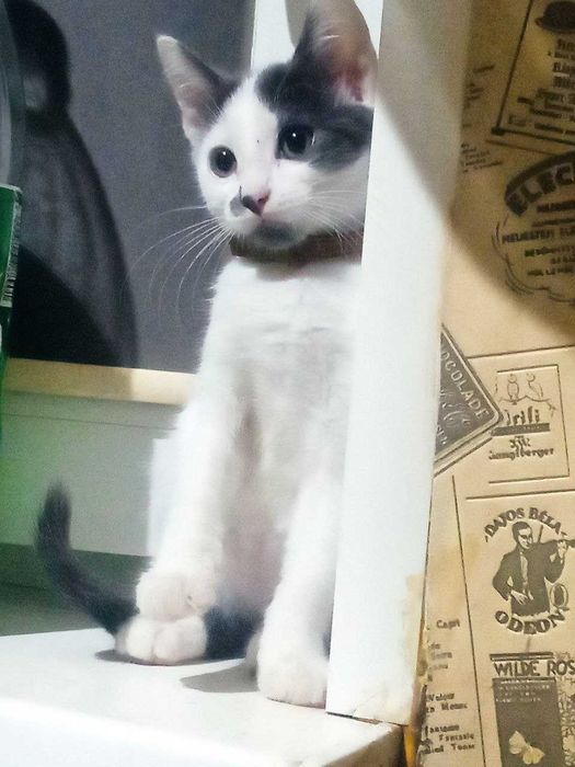 Отдам котенка бесплатно