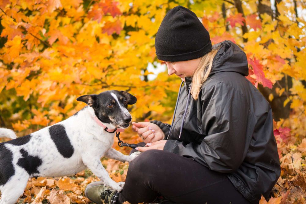 5 letnia Sila do adopcji!