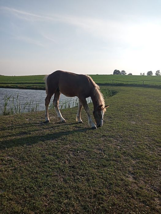 Sprzedam Źrebaki odsadki