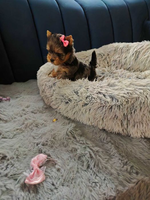 York shire terier śliczna suczka miniaturka xxs York Terrier merle