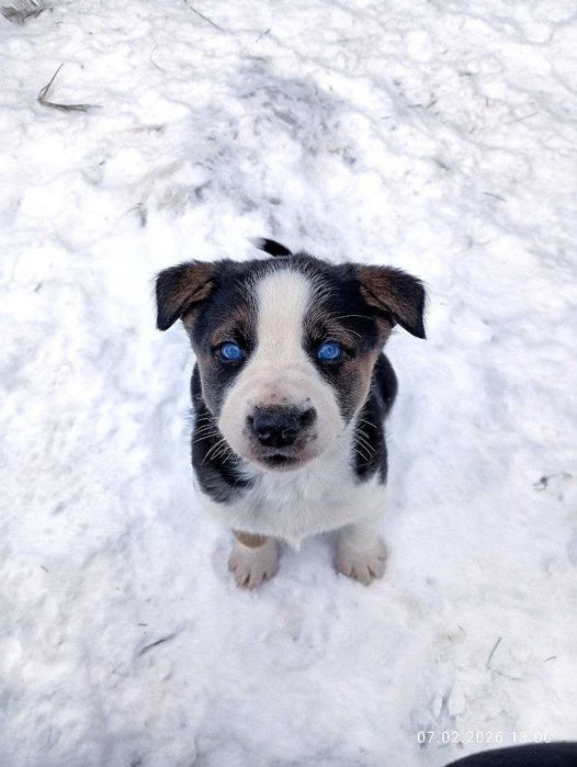 Продам дивовижних цуценят