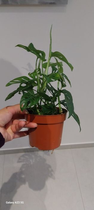 Monstera monkey.