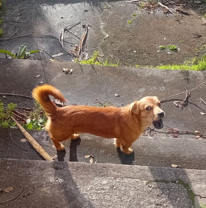 Cães para adopção