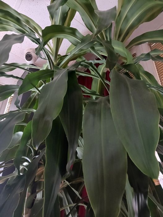 Piękna dracena wonna